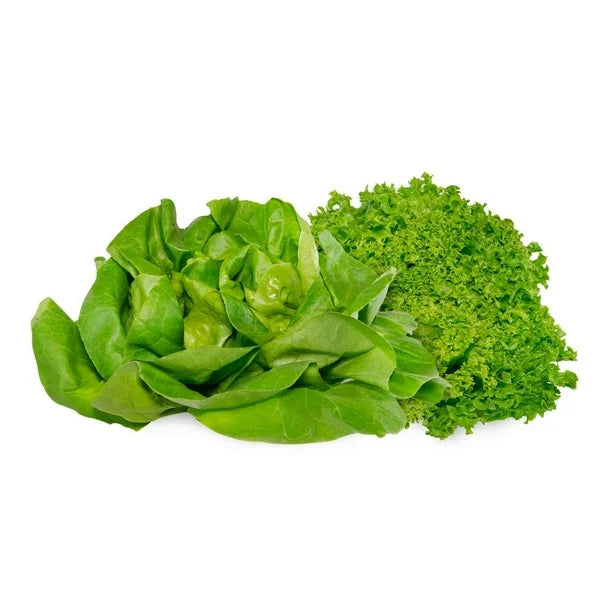 Lechuga Viva Eva Hidropónica 2P