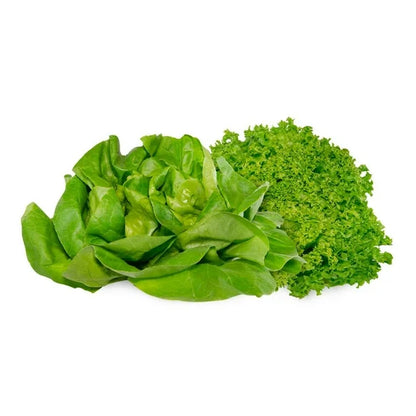 Lechuga Viva Eva Hidropónica 2P