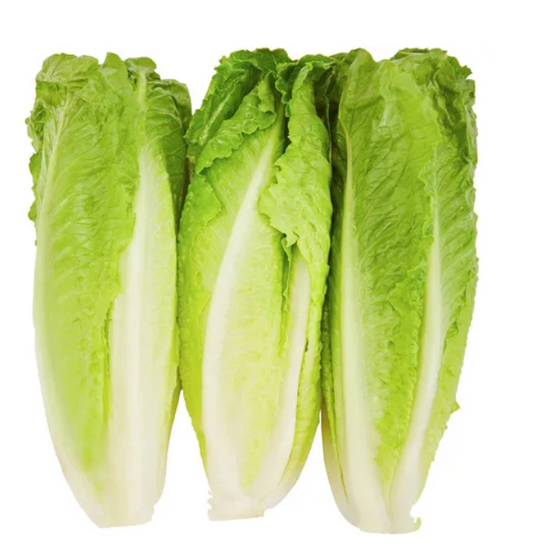 Mini Romaine 8P - .