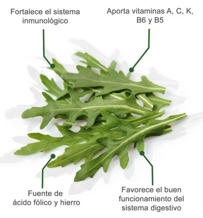 Arúgula Baby Daily Salad 250 gr - .