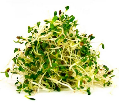 Germinado de Alfalfa San Francisco 500 gr - .