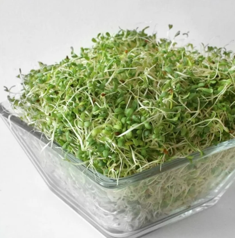 Germinado de Alfalfa San Francisco 500 gr - .