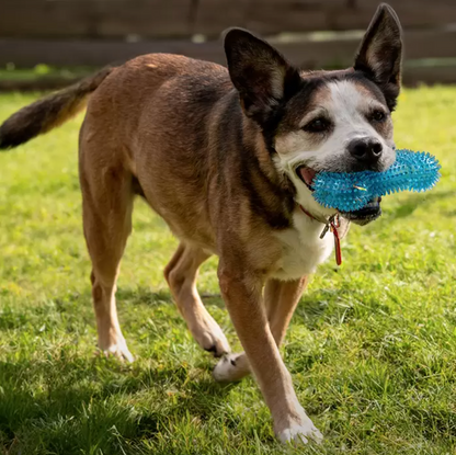 Gnawsome Juguete para Perro 4 piezas - .