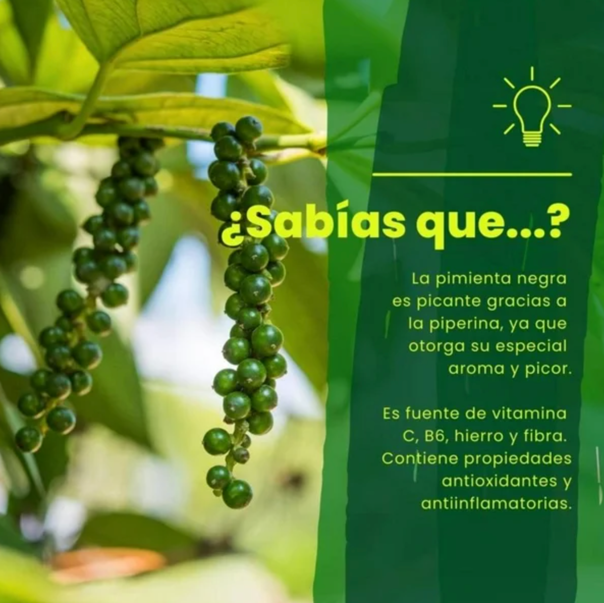 Pimienta Negra Member's Mark Molida 545 g -.